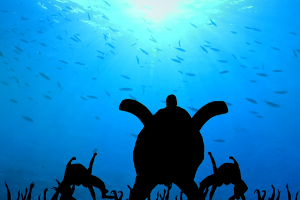 Under The Sea Le Ombre Show